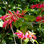 Feuilles rouges