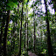 Forêt tropicale