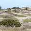 Savane des Pétrifications