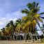 Cocotiers de la Grande Anse des Sallines