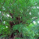 Weeping Fig