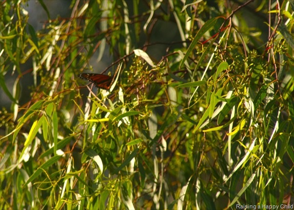 [Feb15_NB_Butterfly[2].jpg]