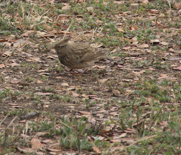 Hier zijn er veel van.