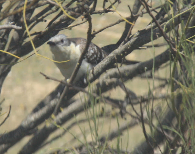 Tussen de Tamariksstruiken.
