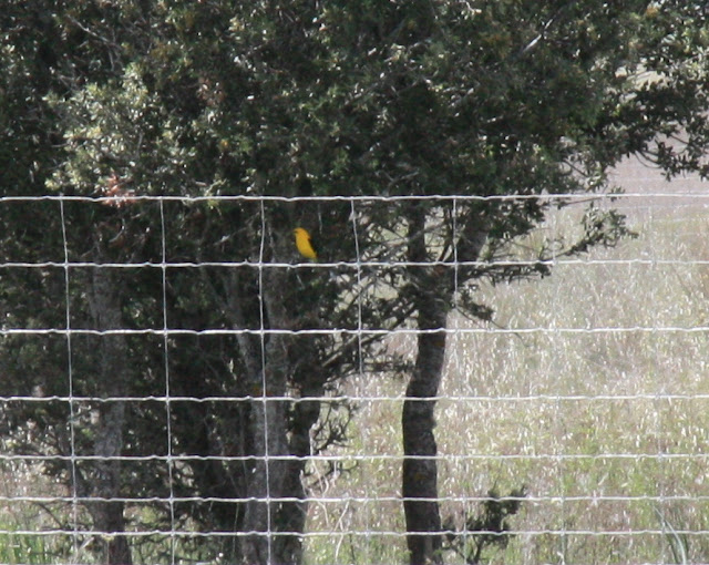 Dat gele op het hek.