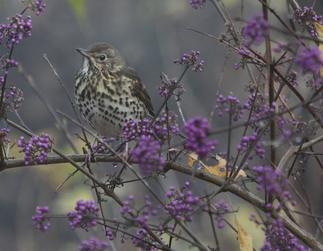Deze lust wel een besje