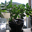 iiixvix's Houseplants (Succulents) garden