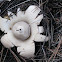earthstars
