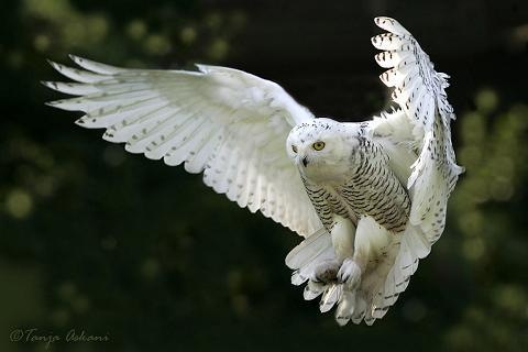 [snow20owl-thumb[2].jpg]