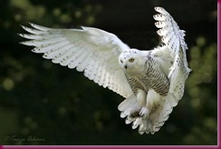 snow20owl-thumb