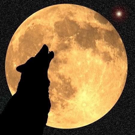 [goldmoonwolf[2].jpg]