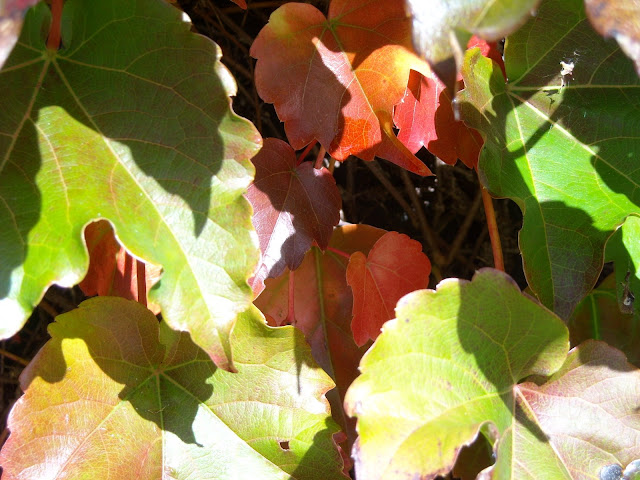 DSCN0321.JPG