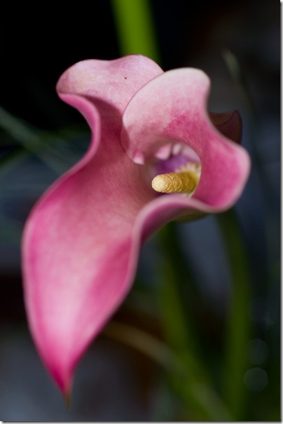 cala-lilly