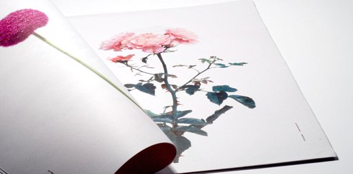 枯れない花(Fresh Flowers)