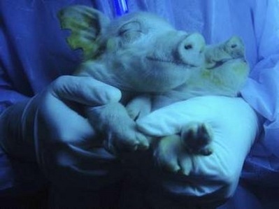 [flo-glow-pigs[4].jpg]