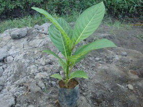 jabon