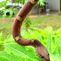 Common Wolf Snake