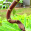 Common Wolf Snake