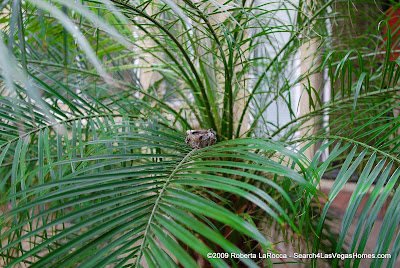 Courtyard Palm MacDonald Highlands