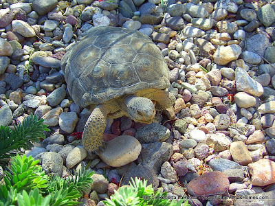 Desert Tortoise from the Mojave - Las Vegas, NV area