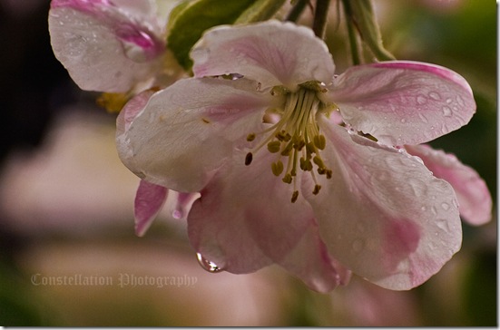 Rainy-day-flower-(1-of-1)-copy-2