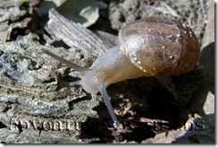 Snail     