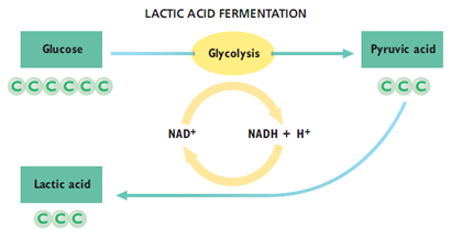  Fermentation