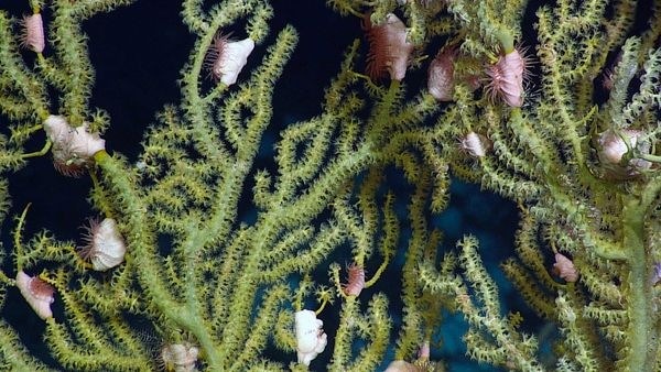 [anemone coral[2].jpg]
