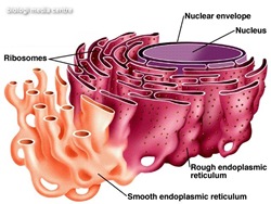  Organel organel sel
