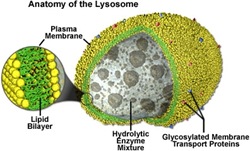 Organel-organel sel Lysosomes_thumb%5B2%5D