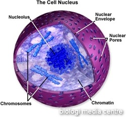 Organel-organel sel Cell%20nucleus_thumb%5B4%5D