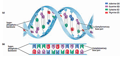  DNA Structure