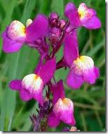 Linaria maroccana 