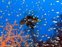 Reef dive in the Eilat gulf of the Red sea