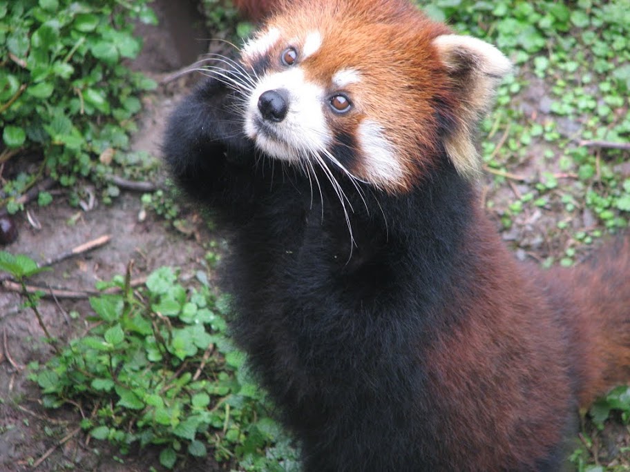 Un firefox