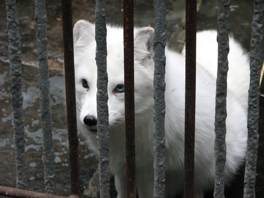 Petit renard blanc