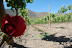 vinedos-vina-falernia.JPG