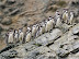 Pinguinos.jpg