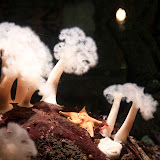 Monterey Aquarium