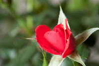 Parade Rose