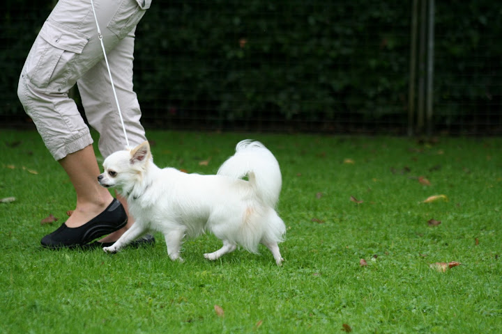 Gizmo tr�nar inf�r kommande utst�llningar 4/8-09