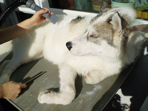 Качена снимка