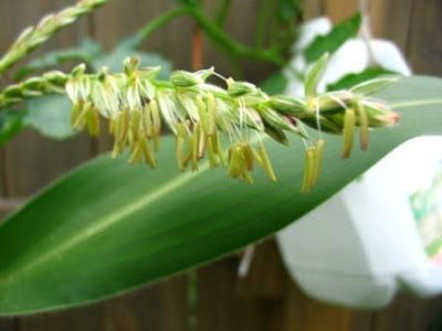 sweet corn male flower