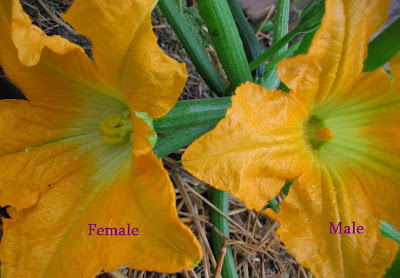 zucchini flowers