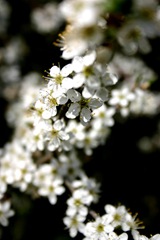 IMG_2765