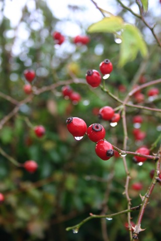 [IMG_16052.jpg]