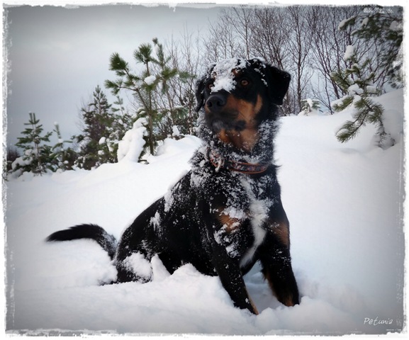 [Jølle i snø[5].jpg]