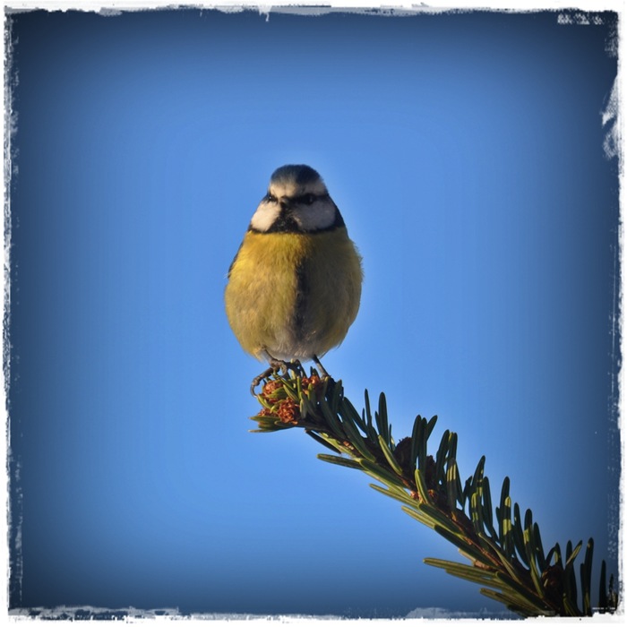 Blåmann