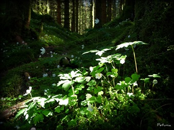 Skog 3