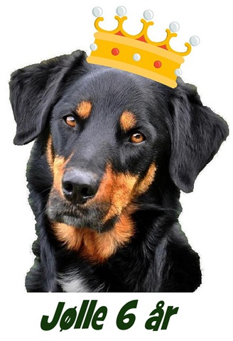 [Jølle 6 år[6].jpg]